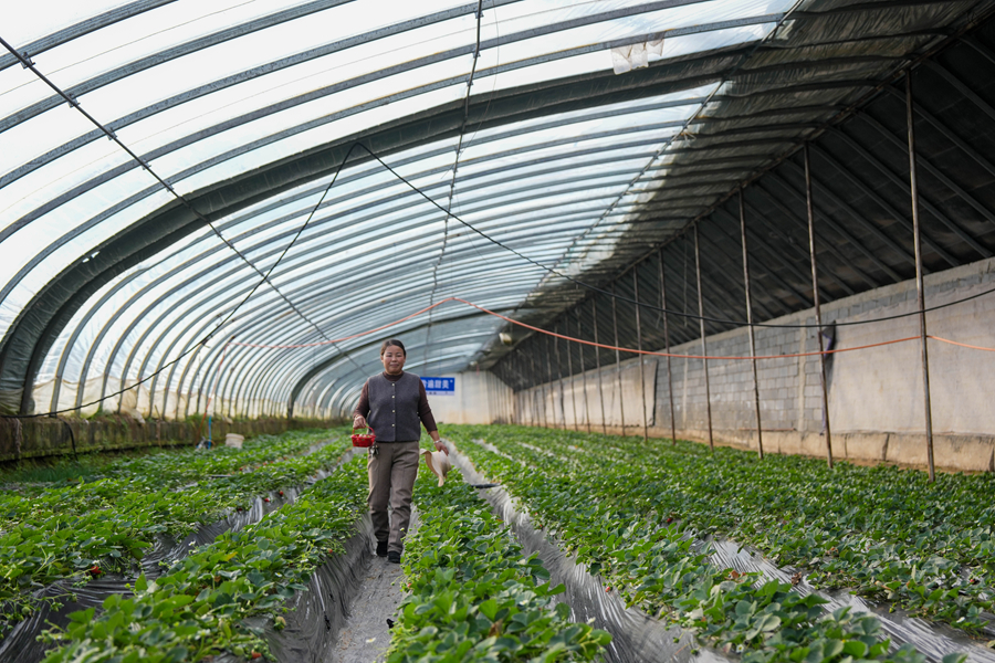 四中全会精神在基层｜青海西宁：探寻高原草莓走红“密码”