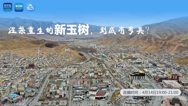 涅槃重生的新玉樹，到底有多美？