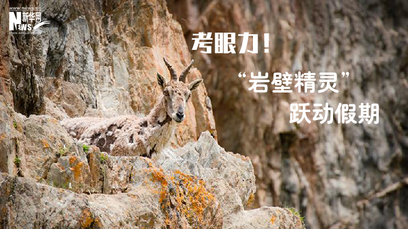 三江源慢直播丨考眼力！&ldquo;巖壁精靈&rdquo;躍動假期