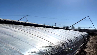 新鮮！青藏高原長出&ldquo;熱帶水果&rdquo;