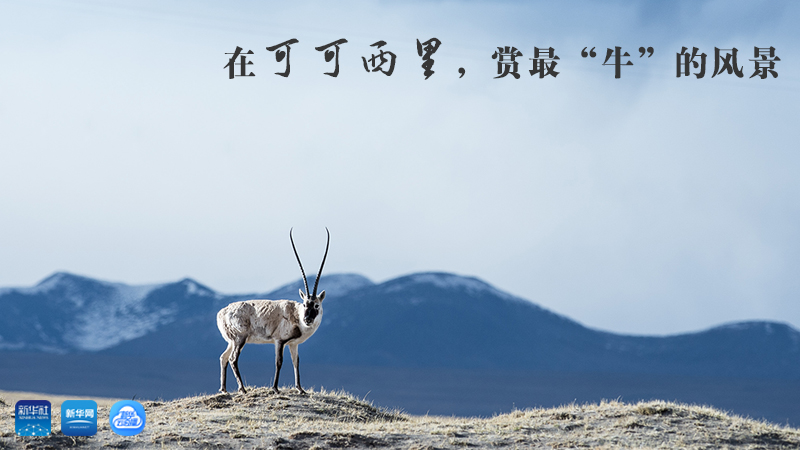 三江源慢直播丨在可可西里，賞最&ldquo;牛&rdquo;的美景