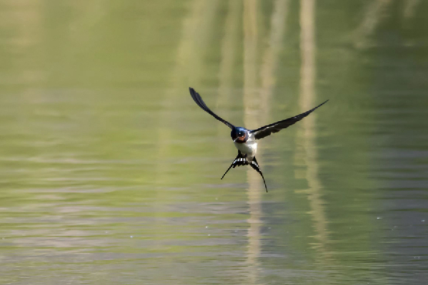 生態(tài)底色下的小燕子們&ldquo;定居&rdquo;西寧