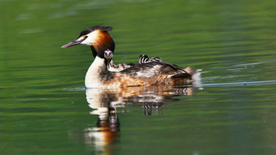 超有愛！看西寧北川河濕地公園鳳頭??花樣&ldquo;遛娃&rdquo;