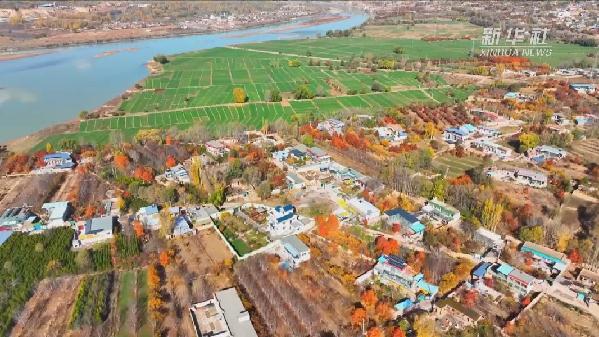 青?；。喝f畝冬小麥染綠黃河畔