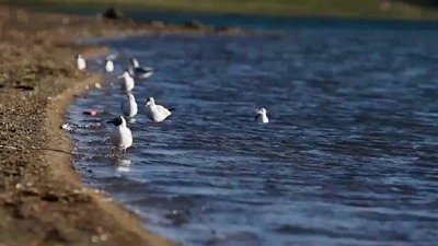 世界野生動植物日，帶您到青藏高原領(lǐng)略&ldquo;野生動物家園&rdquo;