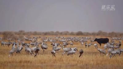 壯觀！遷徙灰鶴&ldquo;備降&rdquo;青海都蘭